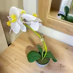 Pearl Coast Escape D48